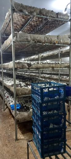 عکس مزرعه قارچ شمالی 