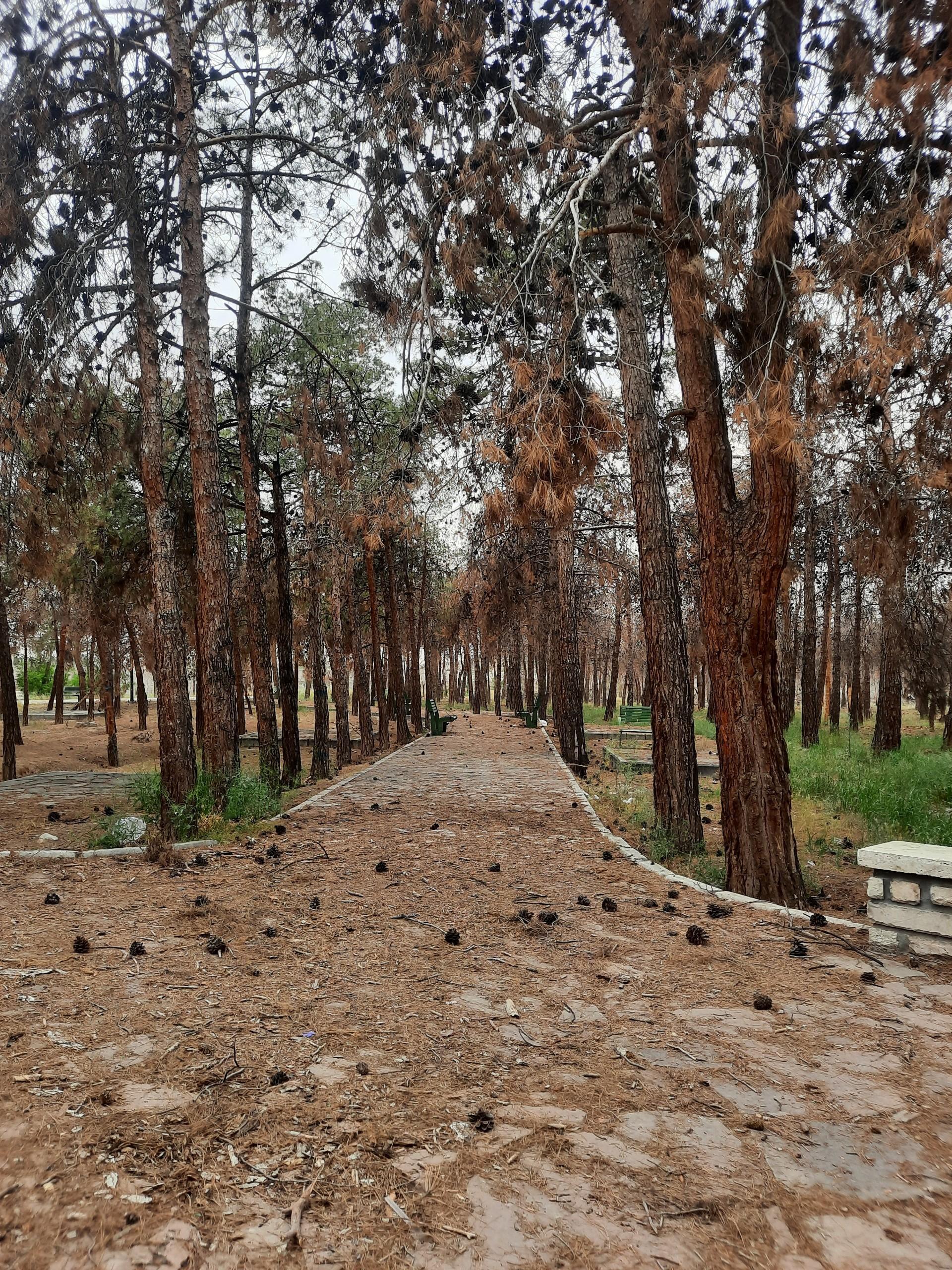 عکس بوستان بانوان ریحانه چیتگر