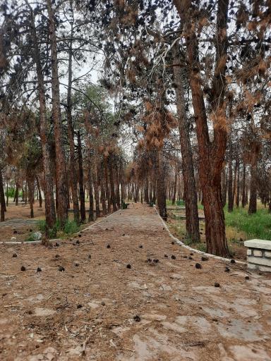 عکس بوستان بانوان ریحانه چیتگر