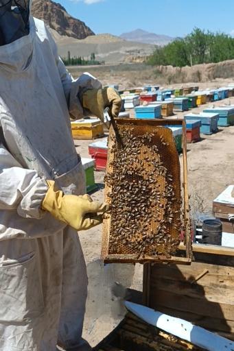 عکس عسل فروشی عالی عسل