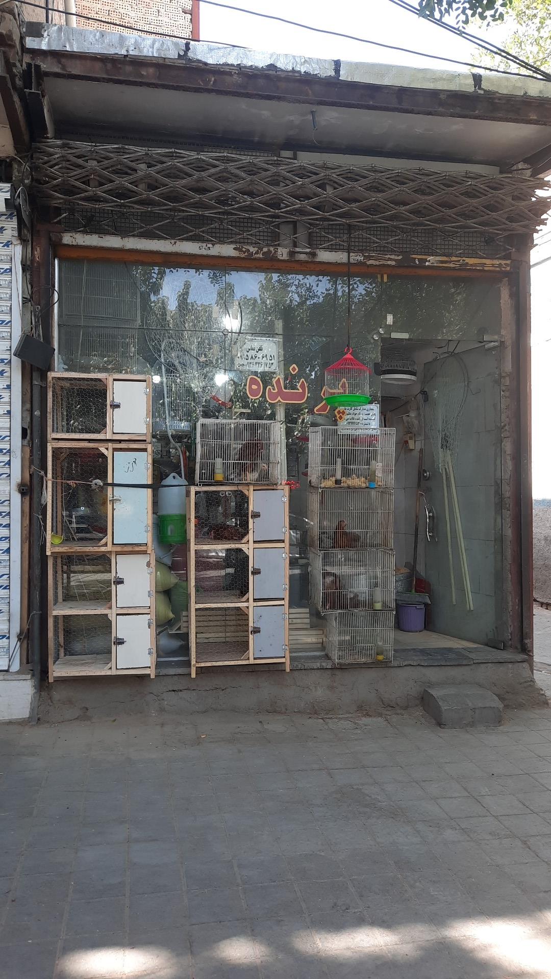 عکس پرنده سرا اروند