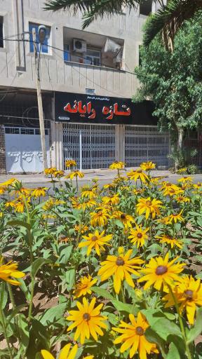 عکس تازه رایانه