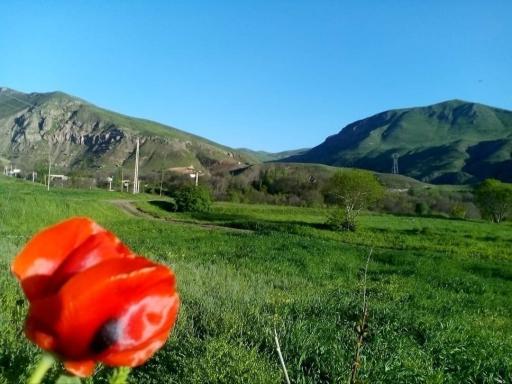 عکس توینان