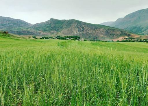 عکس توینان