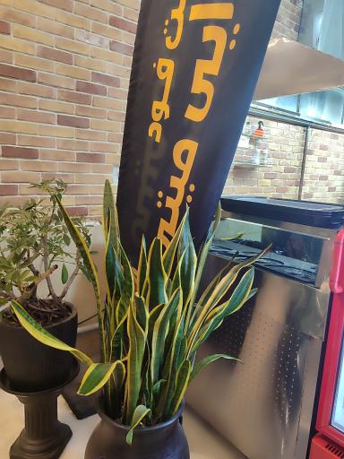 عکس فست فود دایی میتی