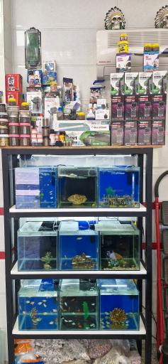 عکس آکواریوم نهنگ آبی