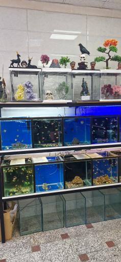 عکس آکواریوم نهنگ آبی