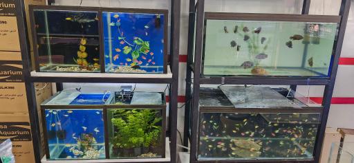 آکواریوم نهنگ آبی