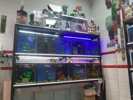 عکس آکواریوم نهنگ آبی