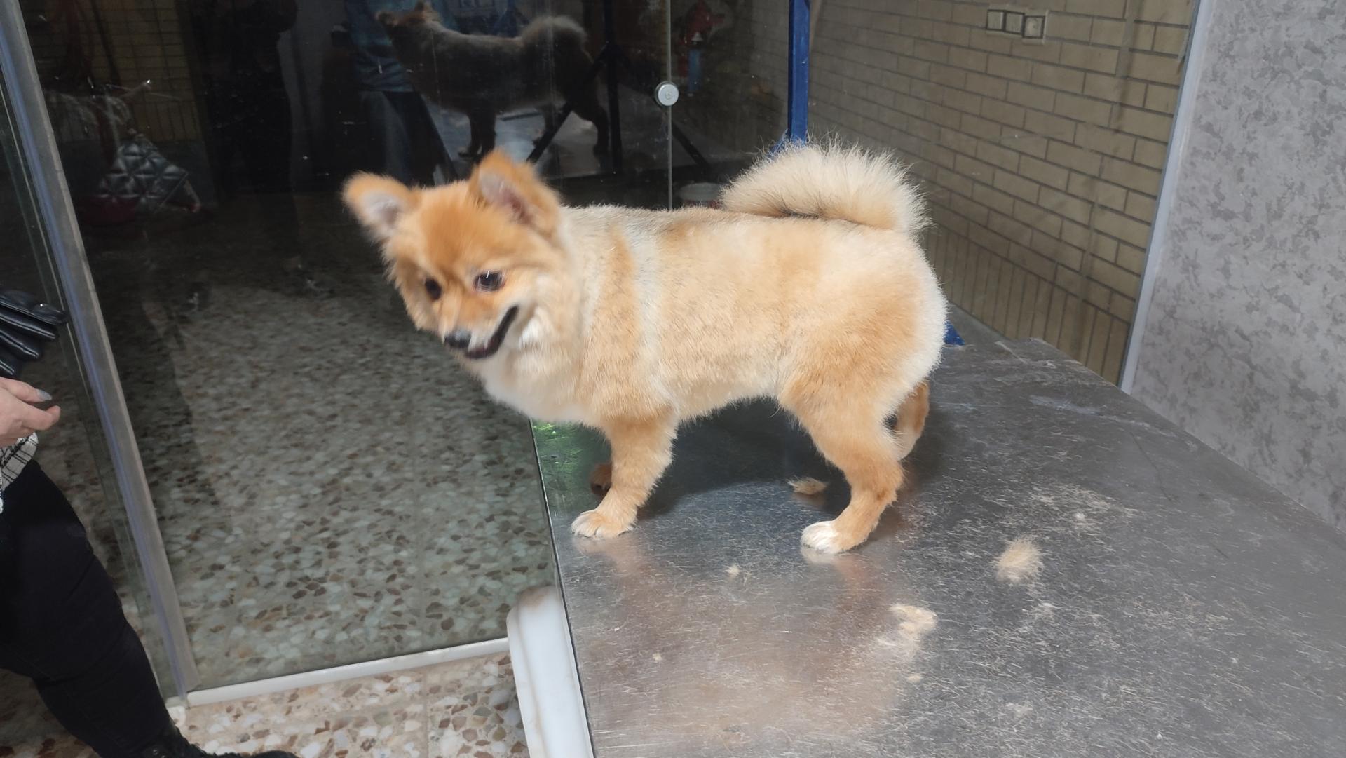 عکس اصلاح و آرایش سگ و گربه