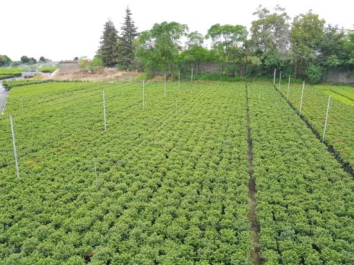 عکس مجتمع پرورش گل شریفی