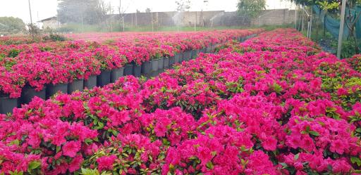 عکس مجتمع پرورش گل شریفی