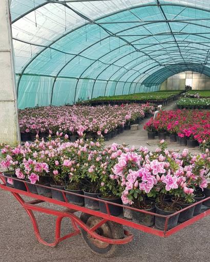 عکس مجتمع پرورش گل شریفی