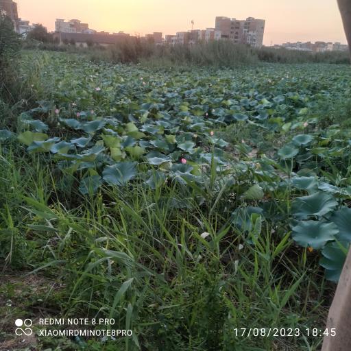 عکس تالاب نیلوفر آبی