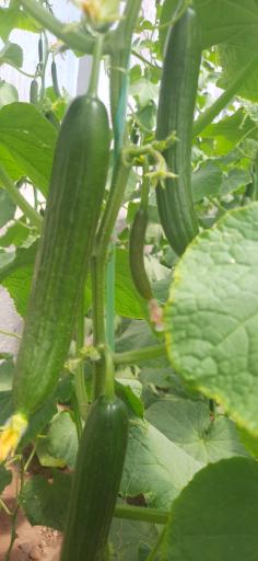 عکس گلخانه آریانا 