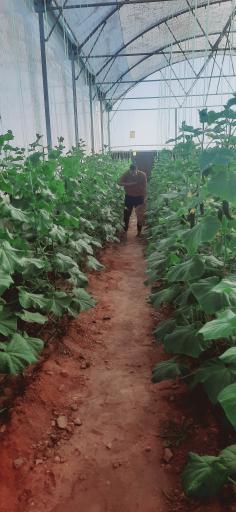 گلخانه آریانا 