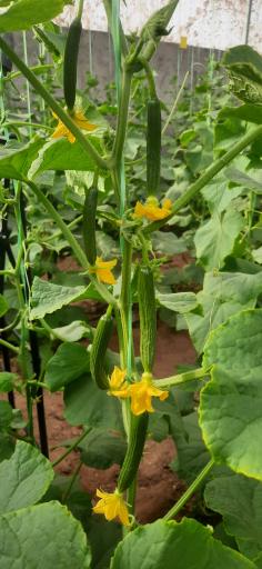 عکس گلخانه آریانا 