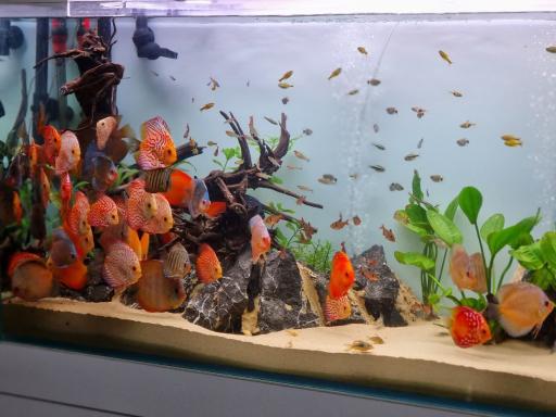 عکس آکواریوم نیکان