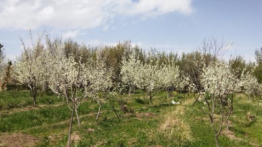 عکس اردوگاه دانش آموزان مازندران 