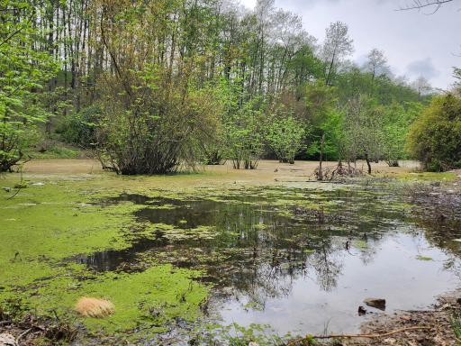 عکس مرداب و پارک جنگلی قادیکلا