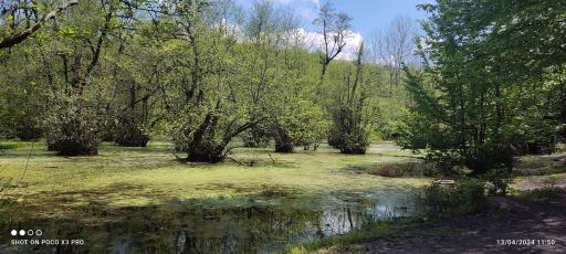 عکس مرداب و پارک جنگلی قادیکلا