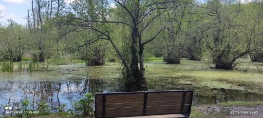 عکس مرداب و پارک جنگلی قادیکلا