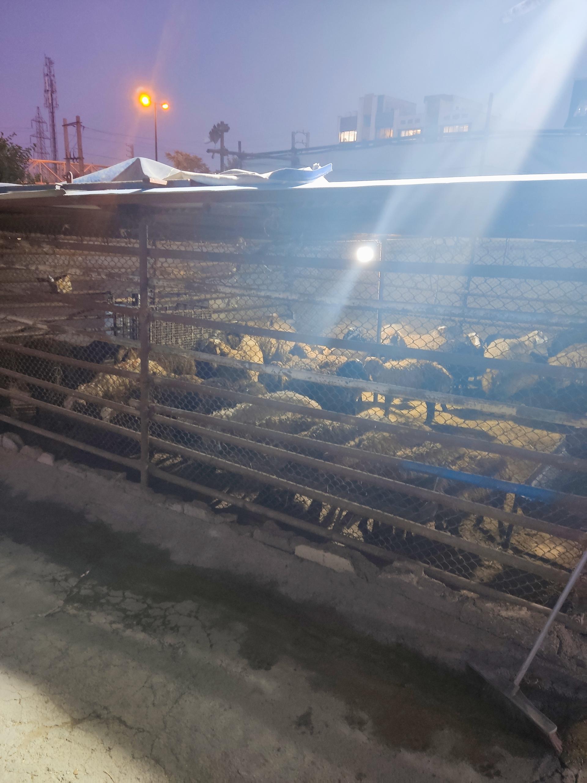 عکس گوسفند زنده تهران