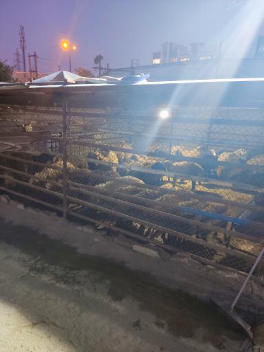 عکس گوسفند زنده تهران