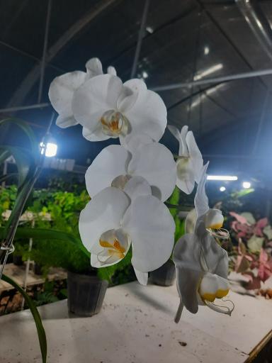 عکس سرای گل نقش جهان