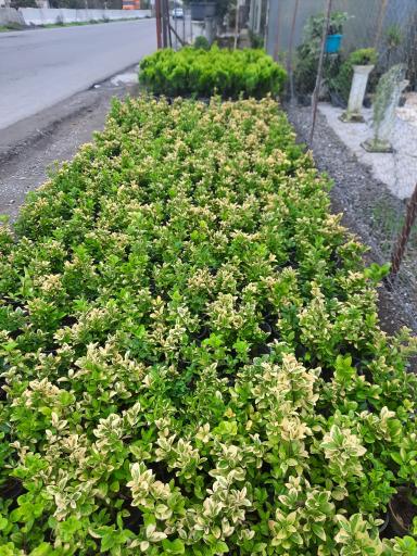 عکس سرای گل نقش جهان