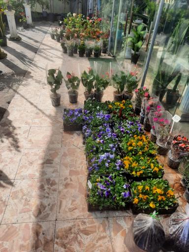 عکس سرای گل نقش جهان