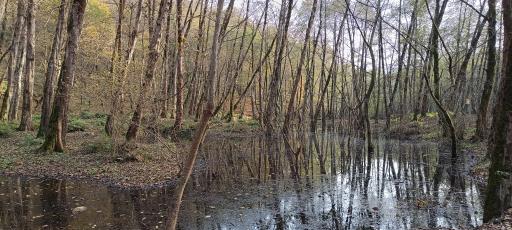 عکس مرداب و پارک جنگلی قادیکلا