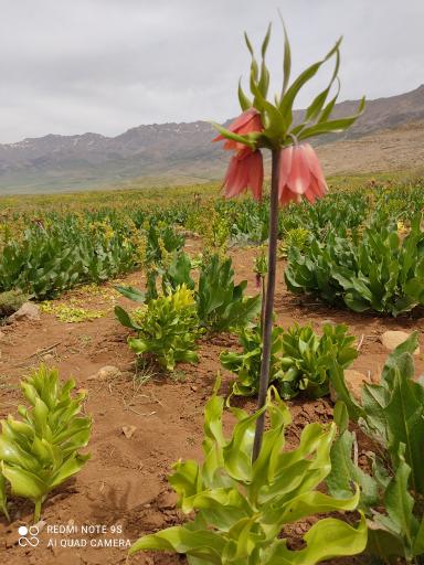 عکس دشت لاله های واژگون