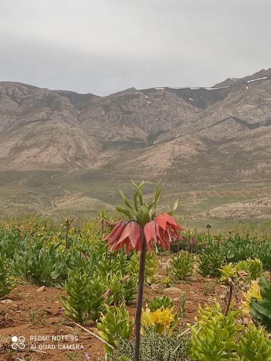 عکس دشت لاله های واژگون