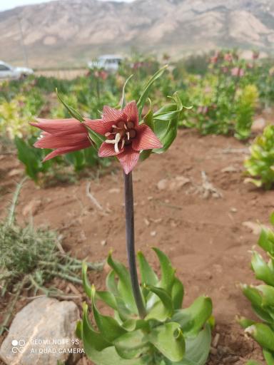 عکس دشت لاله های واژگون