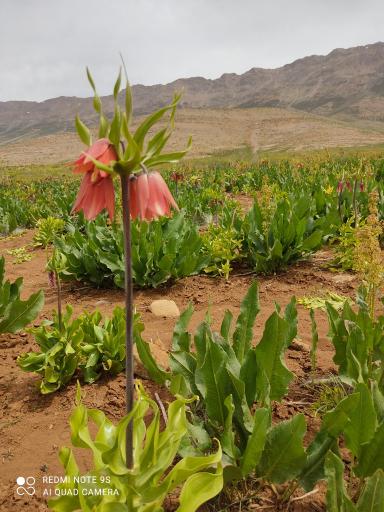 عکس دشت لاله های واژگون