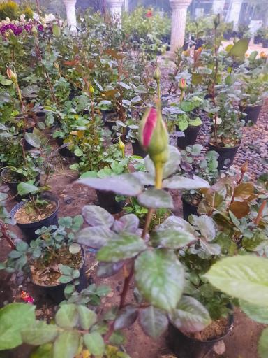 عکس سرای گل نقش جهان