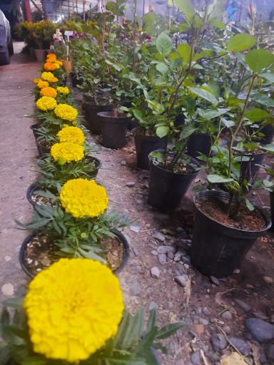 عکس سرای گل نقش جهان