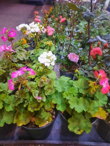 عکس سرای گل نقش جهان