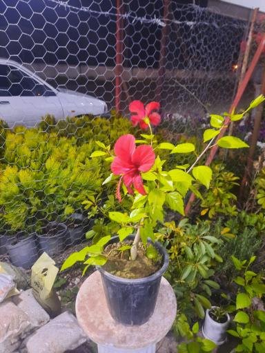 عکس سرای گل نقش جهان