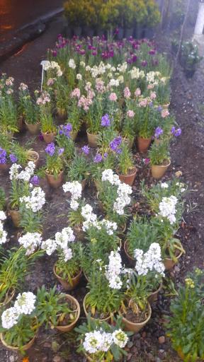 عکس سرای گل نقش جهان