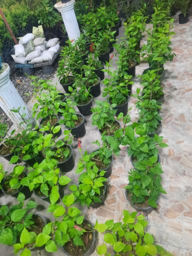 عکس سرای گل نقش جهان