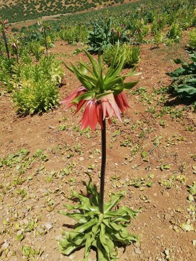 عکس دشت لاله های واژگون