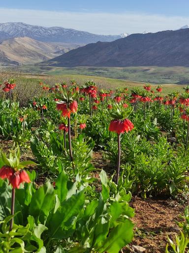 عکس دشت لاله های واژگون