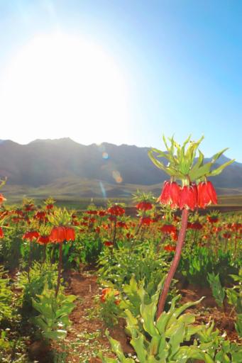 عکس دشت لاله های واژگون