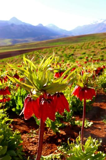 عکس دشت لاله های واژگون