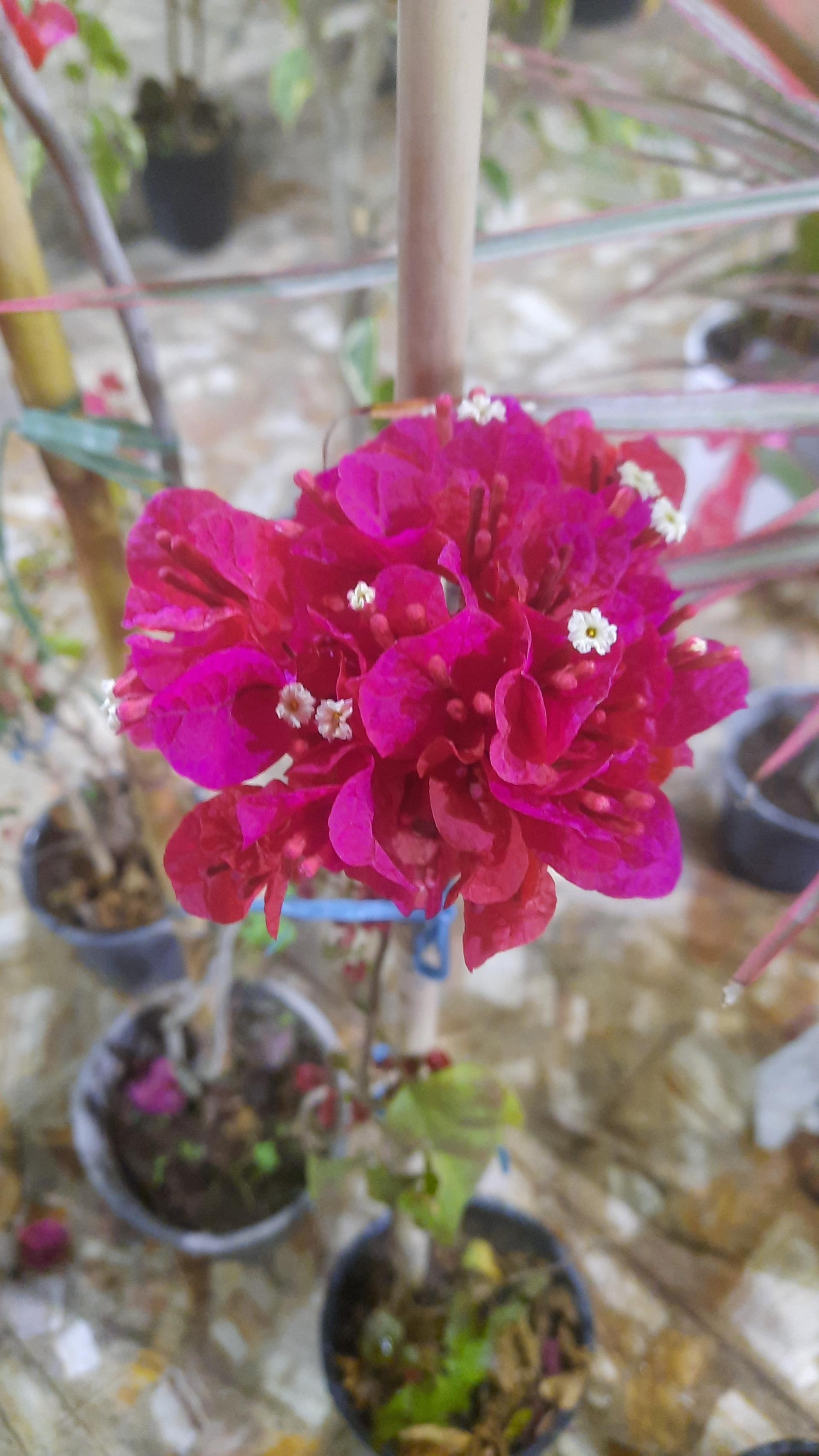 عکس سرای گل نقش جهان