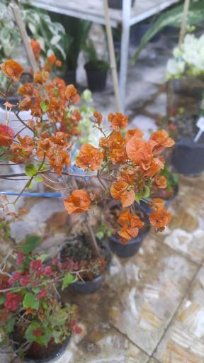 عکس سرای گل نقش جهان