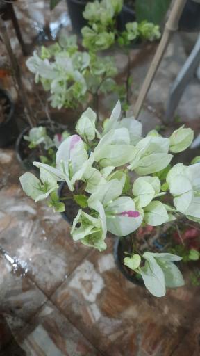 عکس سرای گل نقش جهان