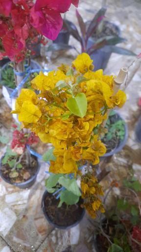 عکس سرای گل نقش جهان